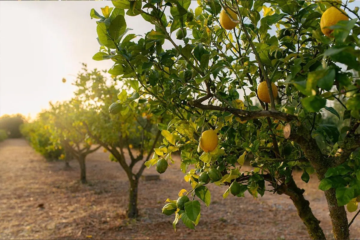 Frühstückspension Bed and Breakfast La Farm Baleares (Adults Only) Santa Maria del Cami